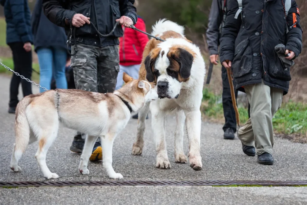 reeducation de chien à grenoble de toutes races