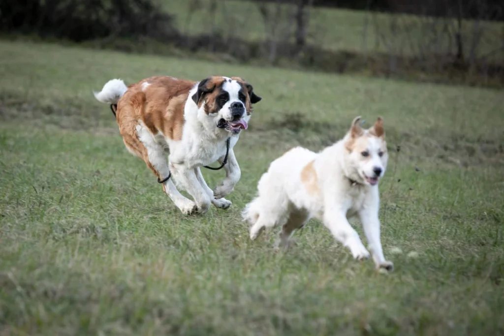 reeducation de chien à grenoble en seance individuelle