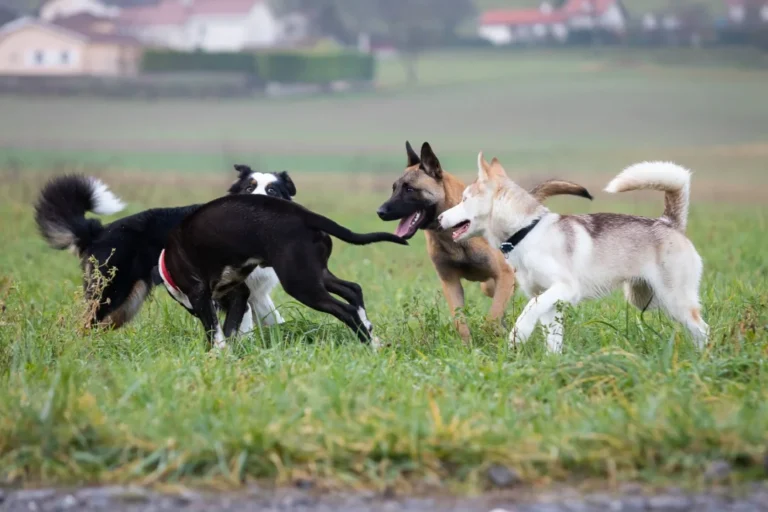 educateur canin à grenoble à domicile