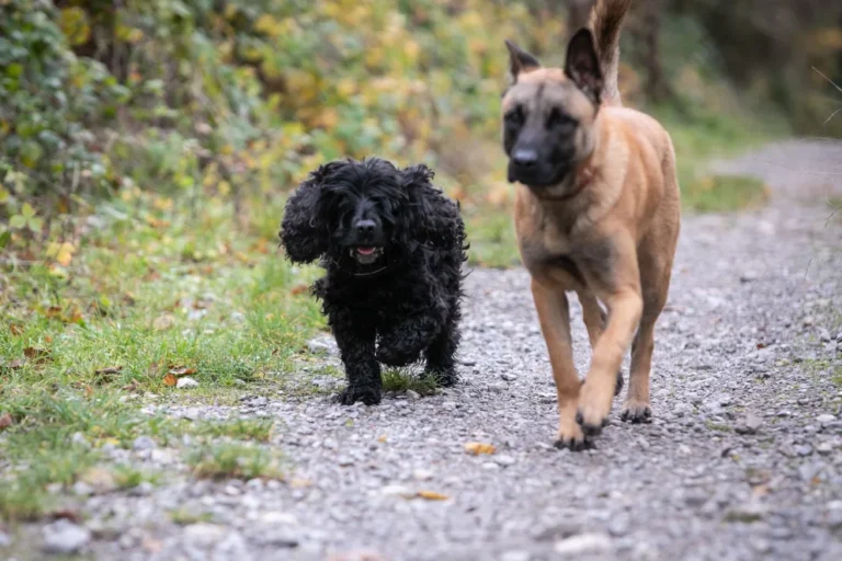 educateur canin à grenoble en pleine balades