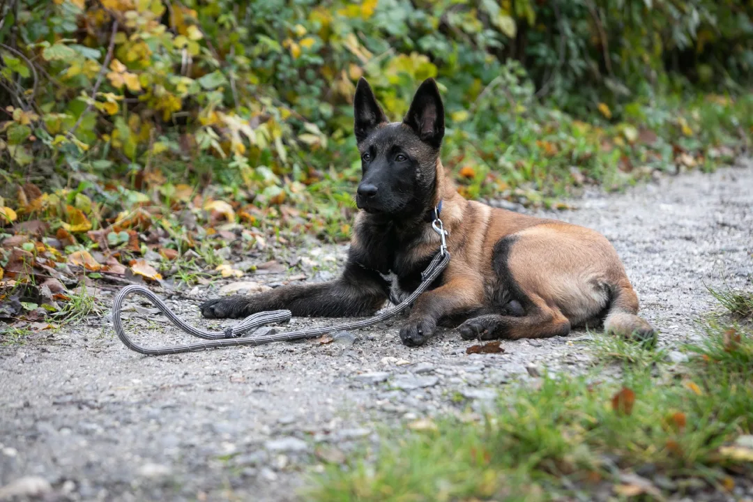 educateur canin à grenoble spécialisé dans le chiot