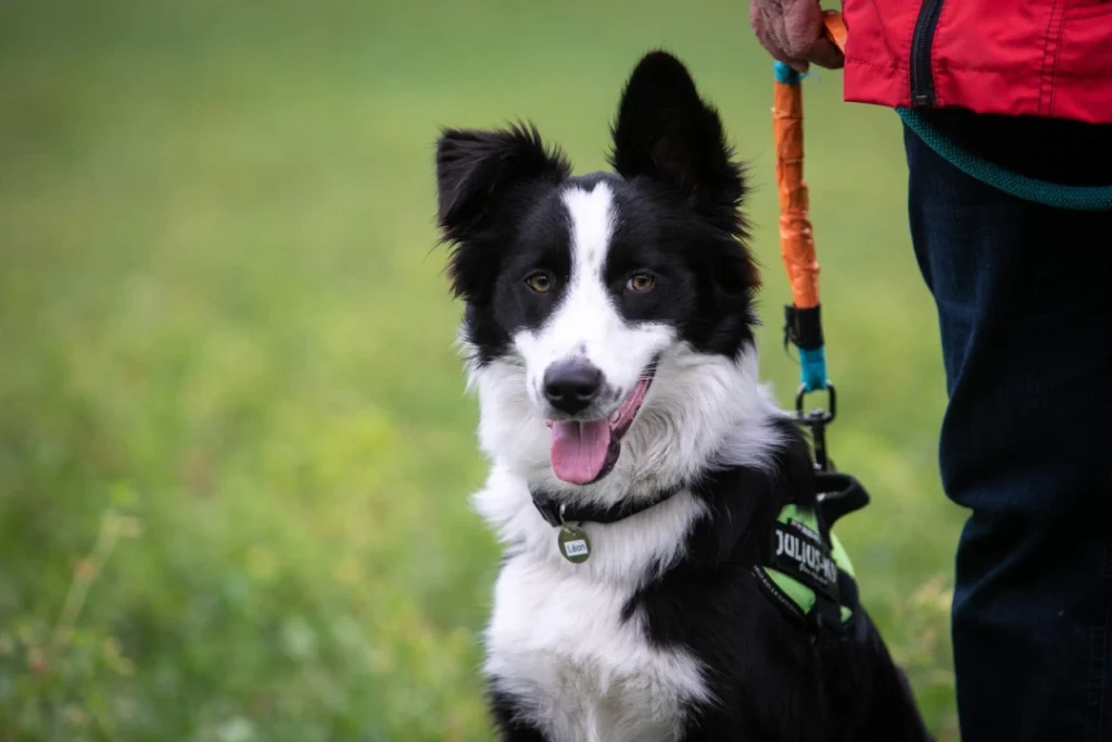 education canine à grenoble par un professionel