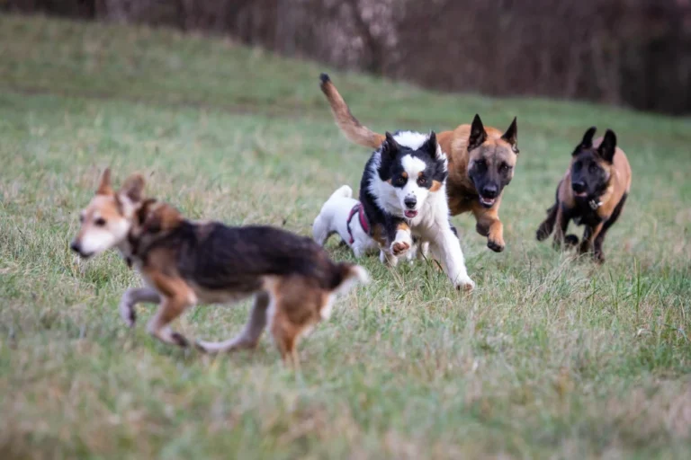 comportementaliste canin à grenoble pour tous types de chien