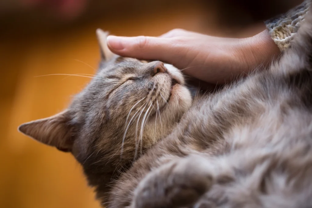 comportelmentaliste chat en cas de probleme